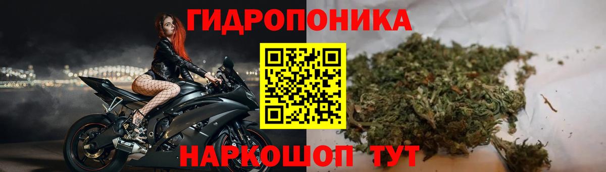 Каннабис конопля Курчатов